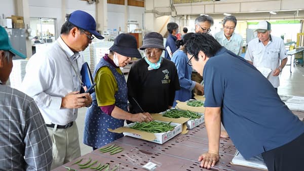 サヤインゲン目揃い会で出荷規格確認　ＪＡ鶴岡