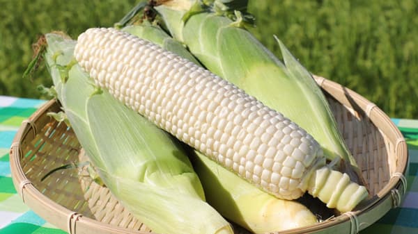 真っ白な実のトウモロコシ　兵庫県産「シルクコーン」販売中　ＪＡタウン