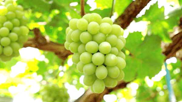 「岡山県産マスカット・オブ・アレキサンドリア」を活用した香粧品用香料を販売　小川香料、ＪＡ全農おかやま、農林中金