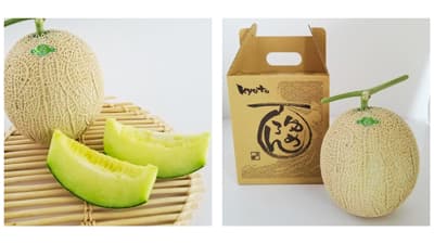 1株1果のこだわり栽培　京丹後産メロン「ゆめろん」販売中　ＪＡタウン