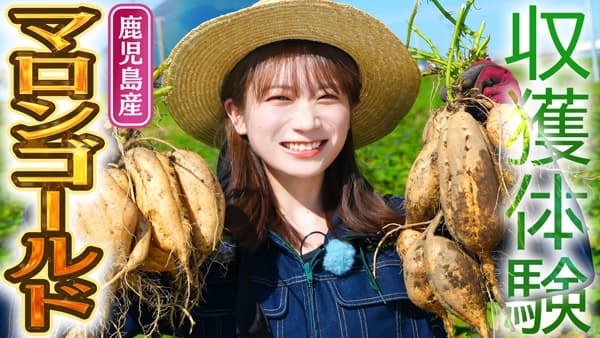 秋元真夏の「ゆるふわたいむ」鹿児島県で「マロンゴールド」を収穫　ＪＡタウン