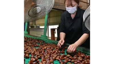 「やまが和栗」出荷開始　ＪＡ鹿本