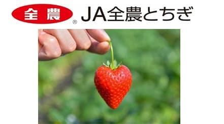 令和7年産の栃木県産イチゴ販売額　過去最高額を更新　 "31年連続"日本一へ　ＪＡ全農とちぎ