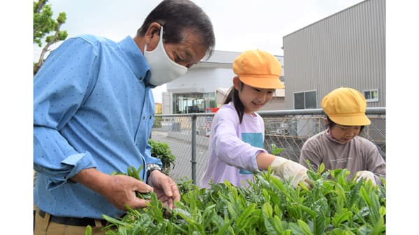 小学生が茶摘み体験　ＪＡさが【ほっとピックアップ・ＪＡの広報誌から】