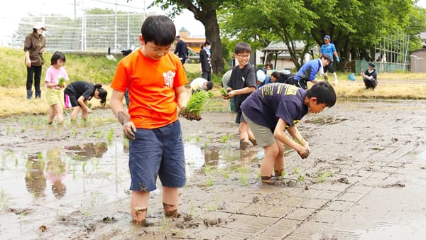京田小学校の児童が田植え体験　ＪＡ鶴岡