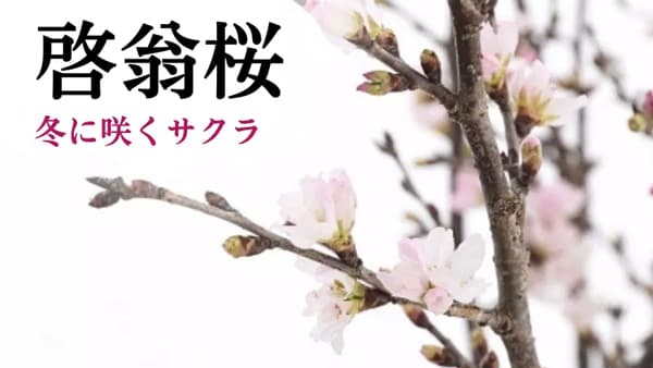 冬に華やかな花咲かす「啓翁桜」　大吟醸とセットで　ＪＡさがえ西村山