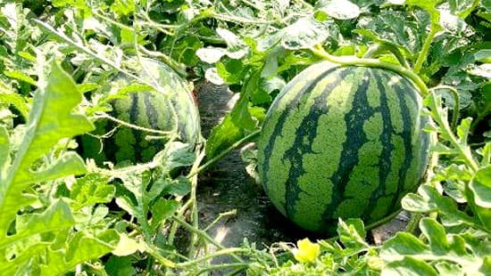 夏の定番！「鳥取県産スイカフェア」みのる食堂で開催　ＪＡ全農