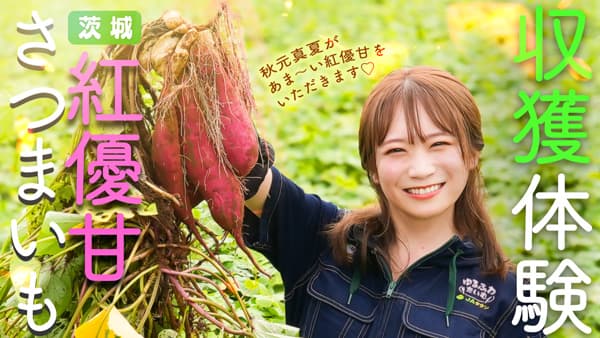 秋元真夏の「ゆるふわたいむ」 天皇杯受賞さつまいも「紅優甘」の産地を訪問　ＪＡタウン