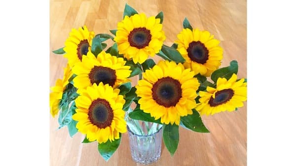 元気な"夏"を一足早く　神奈川県産「ヒマワリ」販売中　ＪＡタウン