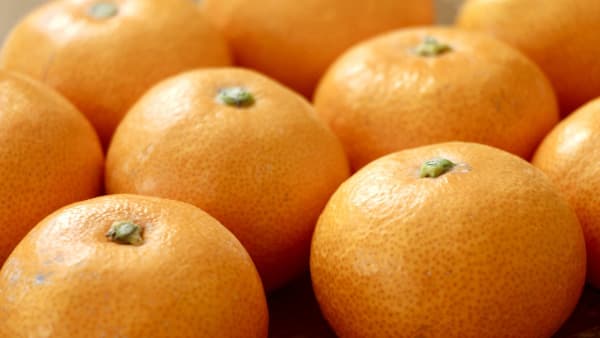 かんきつ栽培の課題解決へ「ハウスみかん防除研究会」岡山で開催　ＪＡ全農