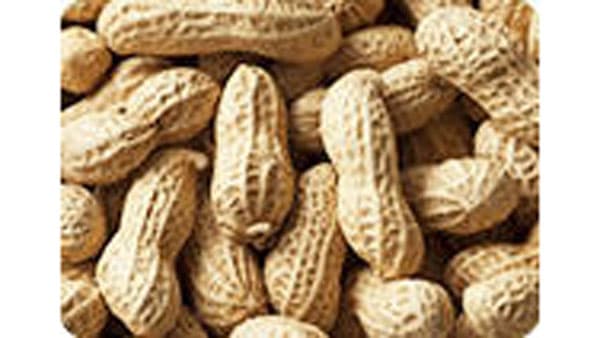 風味豊かな落花生　たばこの輪作で栽培広がる　ＪＡはだの