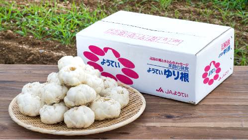 「北海道産ゆり根フェア」直営5店舗で開催　12日から　ＪＡ全農