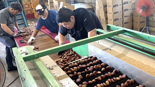 栗の出荷開始　前年比188％の増加見込む　ＪＡ阿蘇