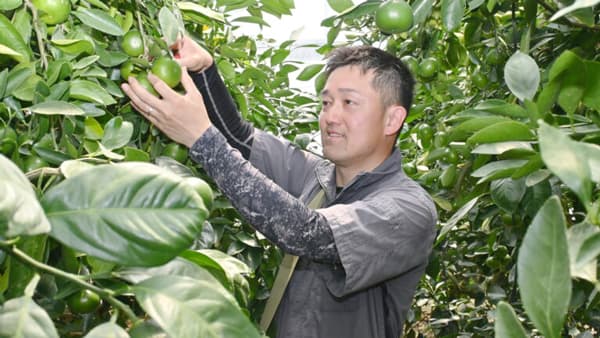 JA鹿本のグリーンハウスミカン出荷順調　7月中下旬ピーク、総量130トン見込み