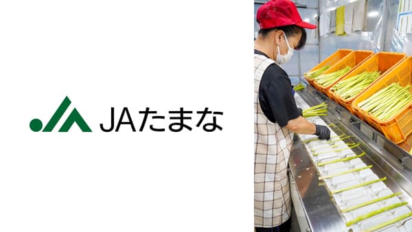 ＪＡたまな、夏芽アスパラガスの出荷順調　しっかりした食感と甘みが好評