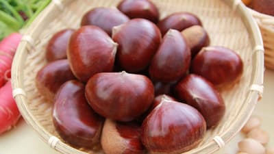 兵庫の「丹波栗」予約販売開始　新規格「2Lサイズ（1kg）」登場　ＪAタウン