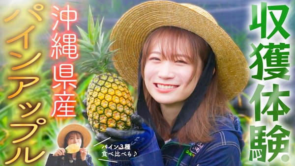 秋元真夏の「ゆるふわたいむ」石垣島でパインアップルを収穫　ＪＡタウン