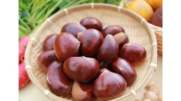 毎年大好評　兵庫・丹波の秋の味覚「丹波栗」予約販売開始　ＪＡタウン