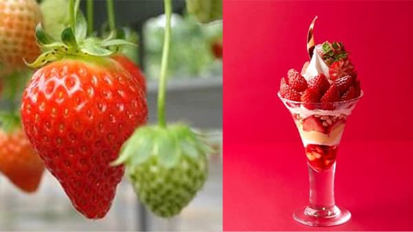 濃厚な甘さと豊かな香り「岐阜県産いちご『濃姫』フェア」12日から開催　ＪＡ全農