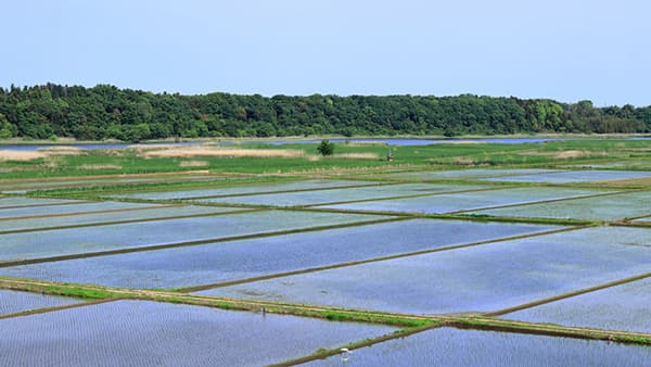 「令和の米騒動」と水田政策の未来　事後調整の必要とＪＡの機能　西川邦夫茨城大教授に聞く（2）