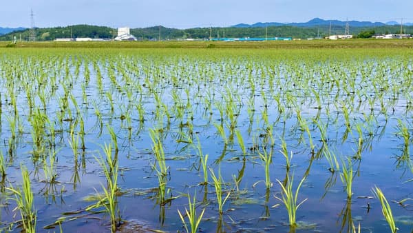 取扱高5.4兆円めざす　米生産の3割集荷、「コスト指標」活用で農家守る　ＪＡ全農が26年度事業計画案