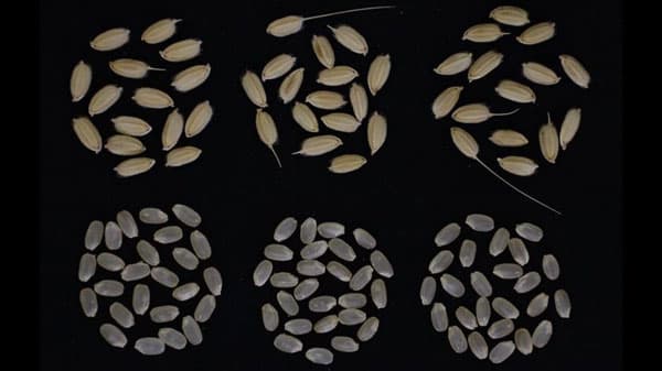 水稲新品種「ZR1」農研機構と開発　いもち病に強く縞葉枯病抵抗性　ＪＡ全農