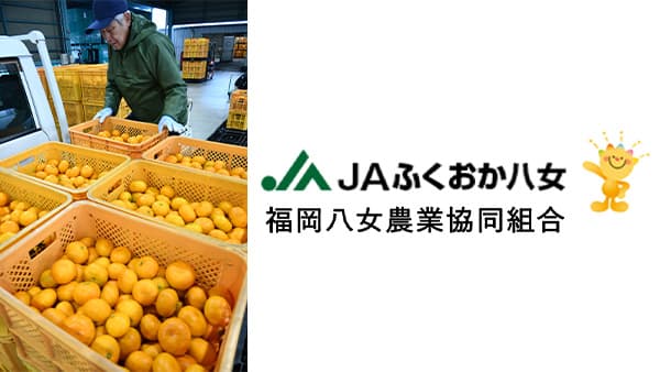 蔵出しミカンの出荷始まる　食味良く大玉傾向　ＪＡふくおか八女