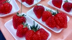 「越後姫」食育出前授業を開催　ＪＡ全農にいがた