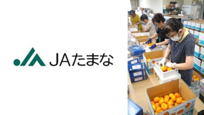 ハウスミカンの出荷が最盛期を迎える　ＪＡたまな
