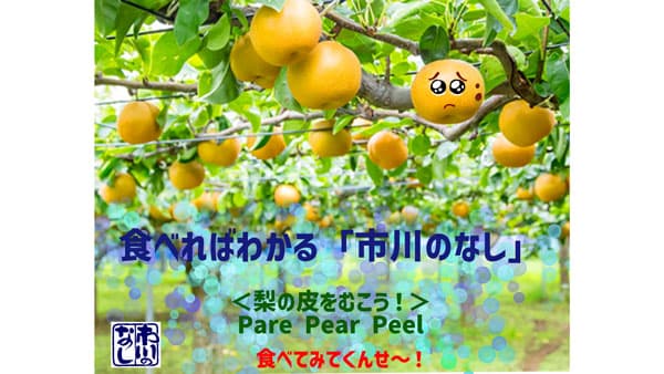 ひょう被害果を「あた梨ちゃん」と命名し販売　ＪＡいちかわ