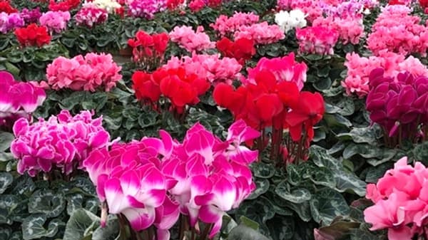 生産者応援　ＪＡにしたま「みずほ育ちのシクラメン」送料無料で販売　ＪＡタウン