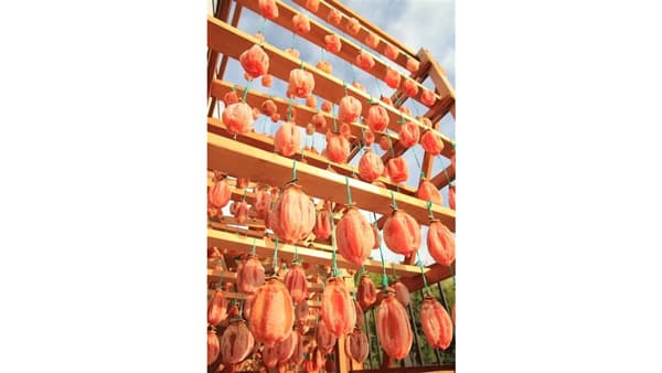 希少な干し柿「堂上蜂屋柿」「ぎふ～ＪＡめぐみのマルシェ～」で販売中　ＪＡタウン