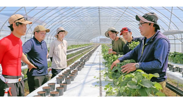 いちご新規就農者研修生募集　ＪＡ全農岐阜