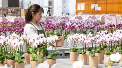 「母の日」に向けて洋ラン出荷が最盛を迎える　ＪＡ熊本うき