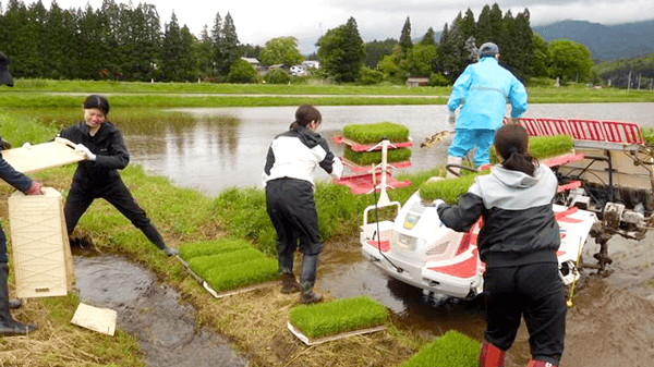 令和7年度「第2回農業体験研修」で田植え作業実施　ＪＡ全農あきた