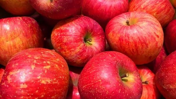 千曲川源流域で育つおいしいリンゴをジュースに　恵まれた気候、生産者も熱意　ＪＡ佐久浅間