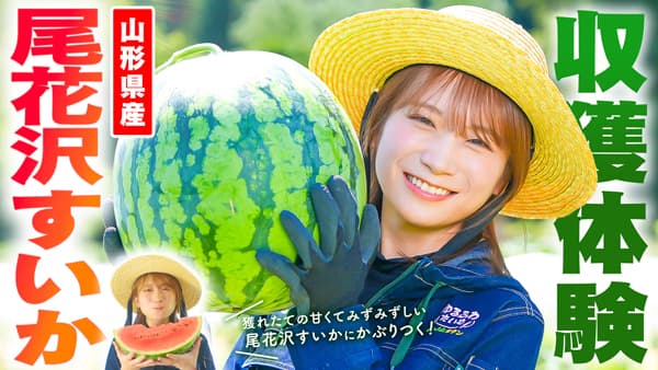 秋元真夏の「ゆるふわたいむ」山形県で「尾花沢すいか」を収穫　ＪＡタウン