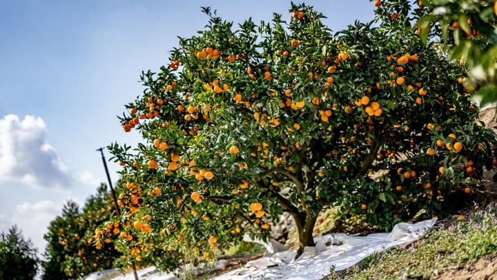 「見た目にこだわらない人用 西宇和みかん」ネット販売開始　ＪＡにしうわ