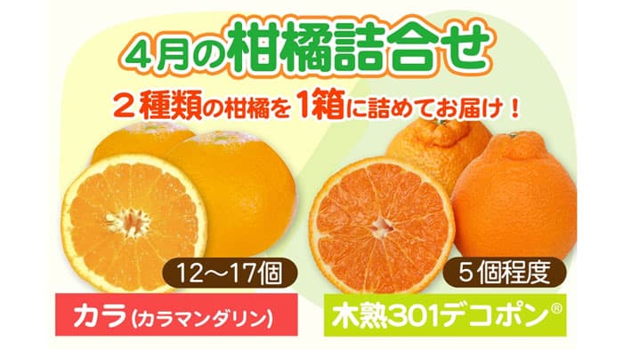 旬のミカンを一度に　和歌山県産「4月の柑橘詰め合わせ」販売中　ＪＡタウン