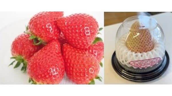 栃木県から旬のイチゴ「佐野の実り」銀座三越みのりみのるマルシェで開催　ＪＡ全農