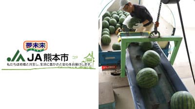 大玉スイカ出荷最盛期を迎える　ＪＡ熊本市