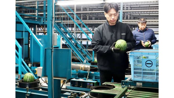 小玉スイカ出荷始まる　ＪＡ菊池