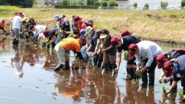 ＪＡ全農Aコープ「田植え体験ツアー」5年ぶり開催　ＪＡ全農とちぎ