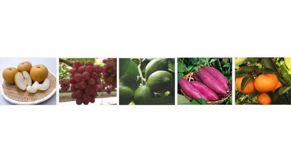 JR大阪駅みのりみのるマルシェ「中四国の実り」11月2日開催　ＪＡ全農