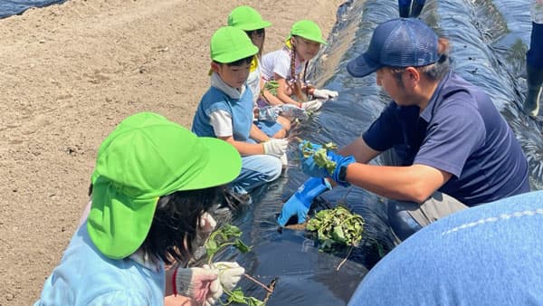 園児にサツマイモ苗の定植を指導　青年部北支部　ＪＡ鶴岡