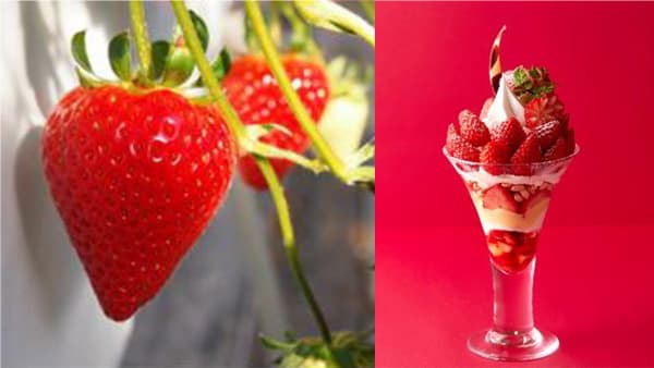 三重県オリジナルイチゴ「うた乃」フェア　みのるダイニング名古屋店で開催　ＪＡ全農