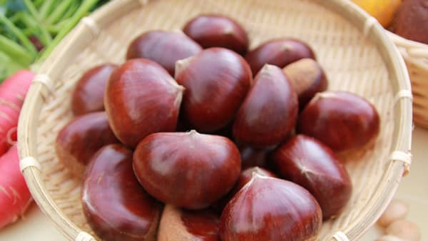 兵庫・丹波の秋の味覚「丹波栗」ＪＡタウンで予約販売開始　ＪＡ全農兵庫