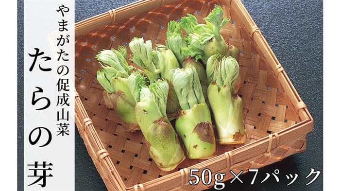 ひと足早い春の味わい　山形県産「促成たらの芽」販売中　ＪＡタウン