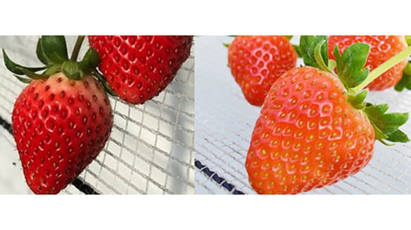 いちご観光農園「熊本あしきた　いちごの森」オープン　「ゆうべに」「恋みのり」食べ放題　ＪＡあしきた