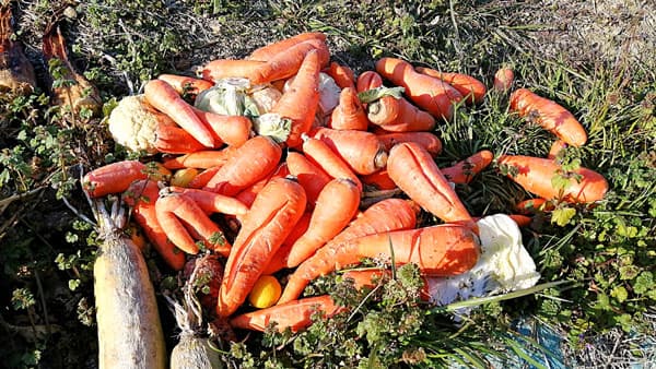 廃棄野菜を動物園の餌に　農林中金の紹介で九州西濃運輸が参画　長崎バイオパークとＪＡ島原雲仙